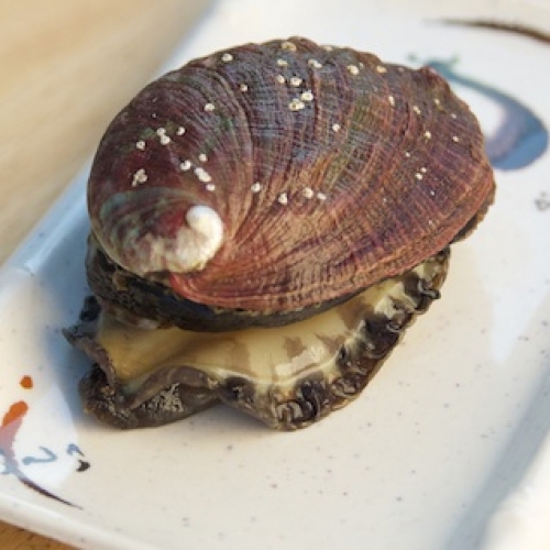Live Abalone (Awabi) Live Abalone (Awabi)